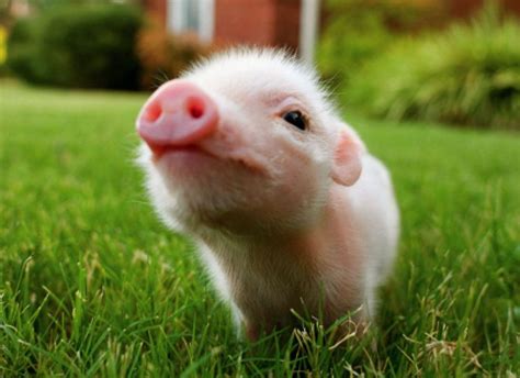 cute pigs|cute pig images free.